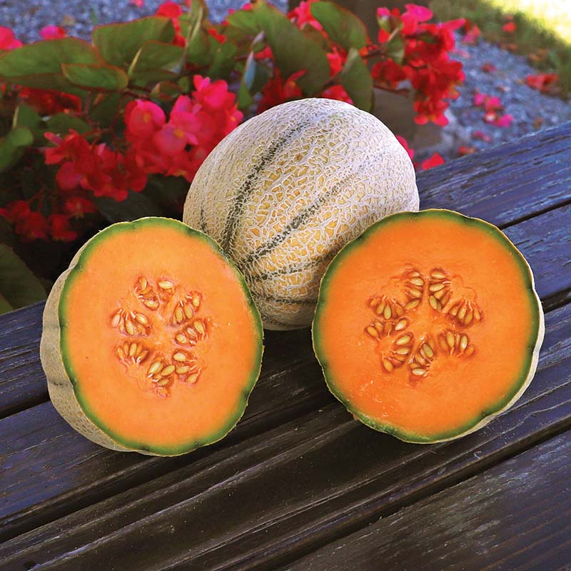 wrangler herbicide Melon Wrangler F1 Seed STANDARD / 1,000 Seeds / Treated