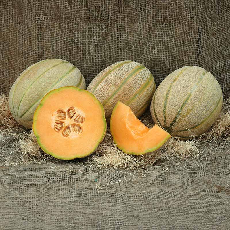 best herbicide for melons Melon Wrangler F1 Seed STANDARD / 1,000 Seeds / Treated