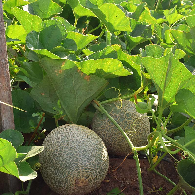 melon♡ Melon Sugar Cube F1 Seed – Harris Seeds