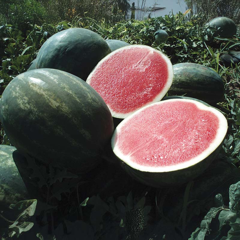 watermelon from seed to plant Watermelon Troubadour F1 Seed – Harris Seeds