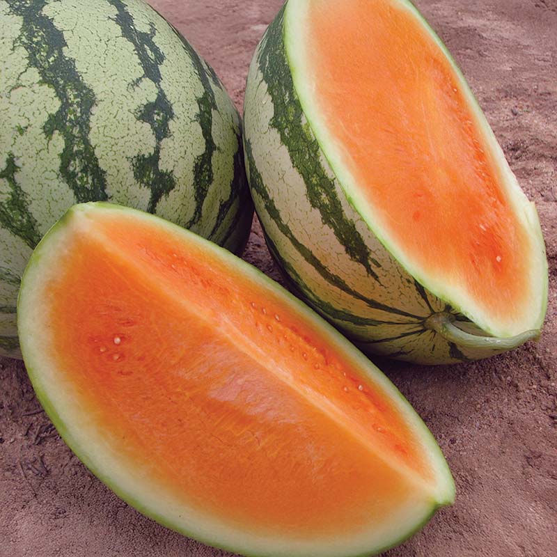 best seedless watermelon seeds to plant Watermelon Orange Crisp F1 Seed