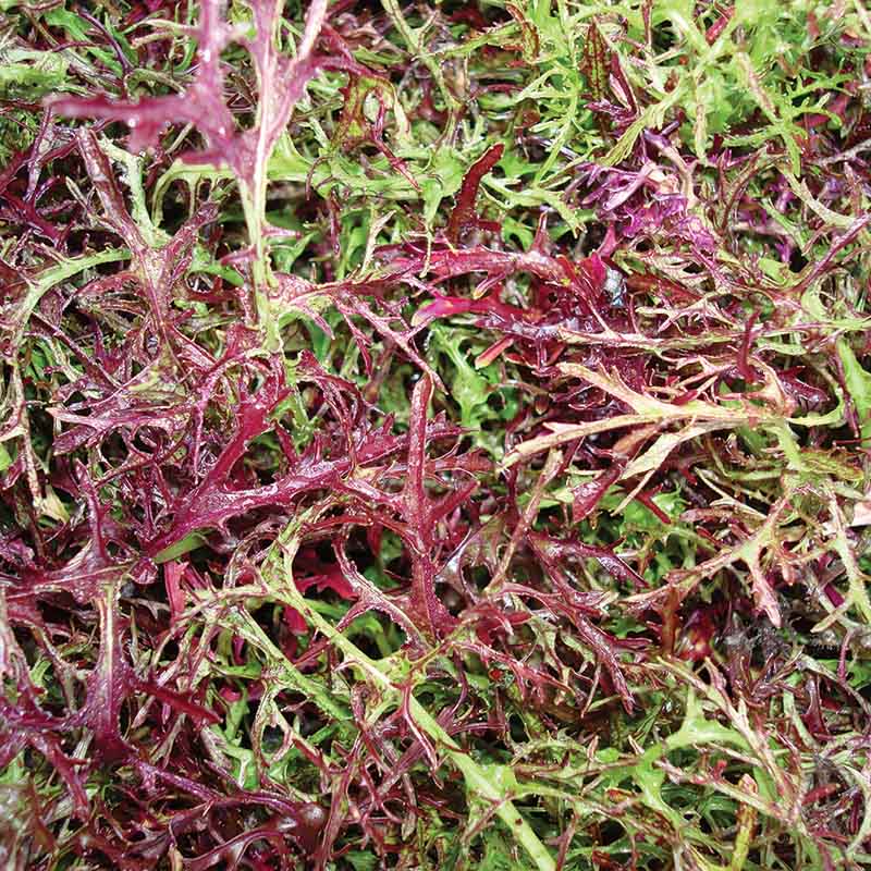 Mustard Red Streaked Mizuna Seed – Harris Seeds