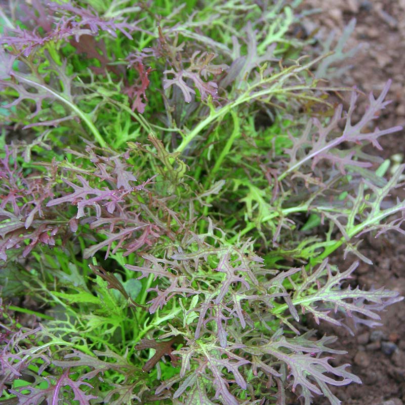 だいず Mustard Red Streaked Mizuna Seed – Harris Seeds