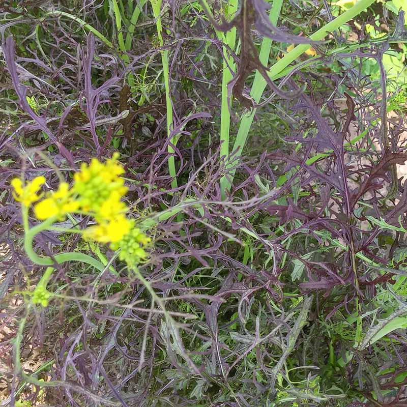 Mustard Red Streaked Mizuna Seed – Harris Seeds