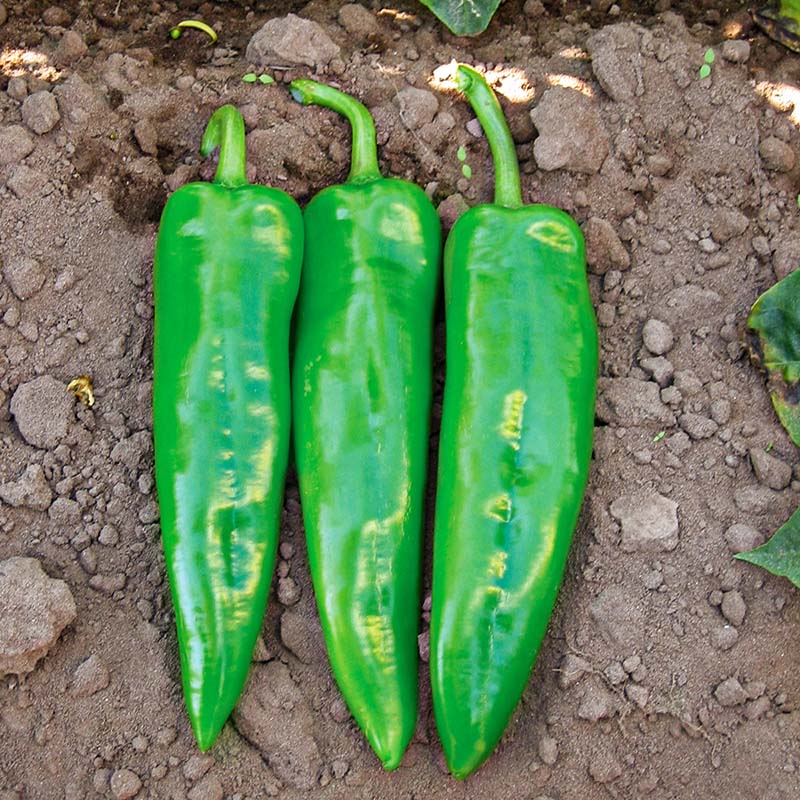 Pepper Chile G76 F1 Seed – Harris Seeds