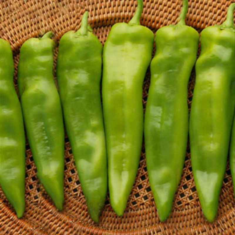 green chilli plant seeds Pepper Chile G76 F1 Seed FILM COATED / 50 Seeds / Treated