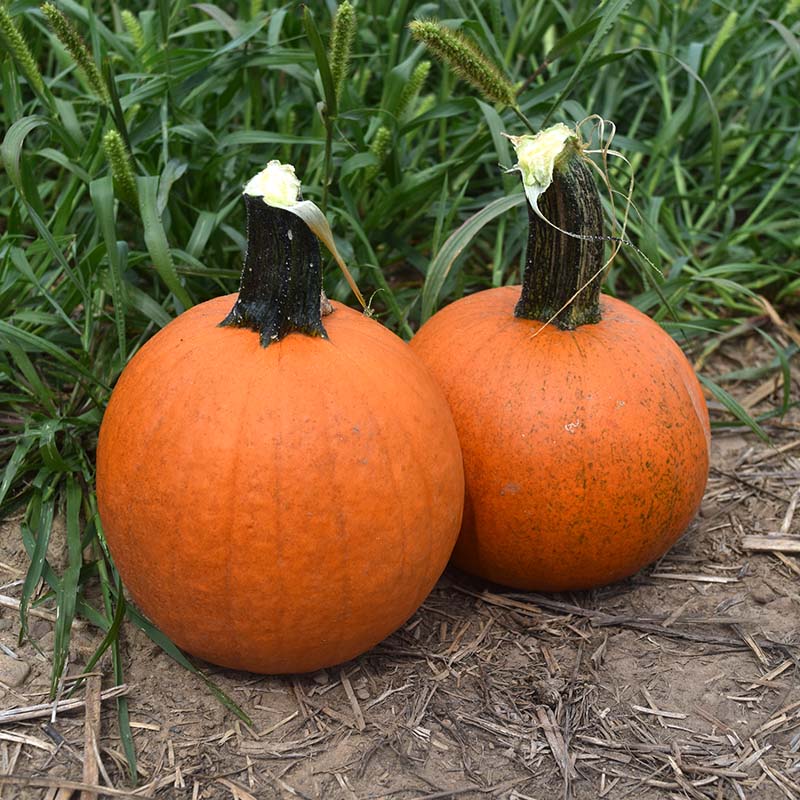 thumbnail image 2 of 10 Fireball Pumpkin Seeds For Planting - Vibrant Red-Orange Color, Easy To Grow Annual, By CZ Grain 2 of 3