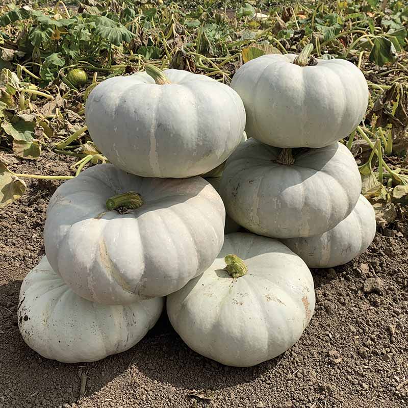 Pumpkin Silver Moon F1 Seed – Harris Seeds