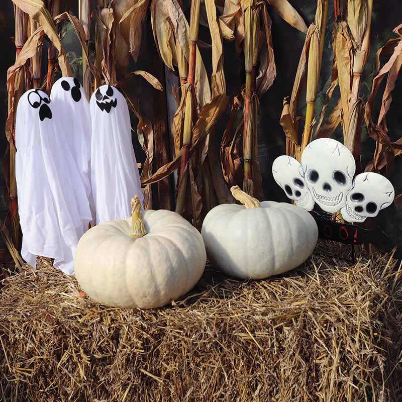 Pumpkin Silver Moon F1 Seed – Harris Seeds