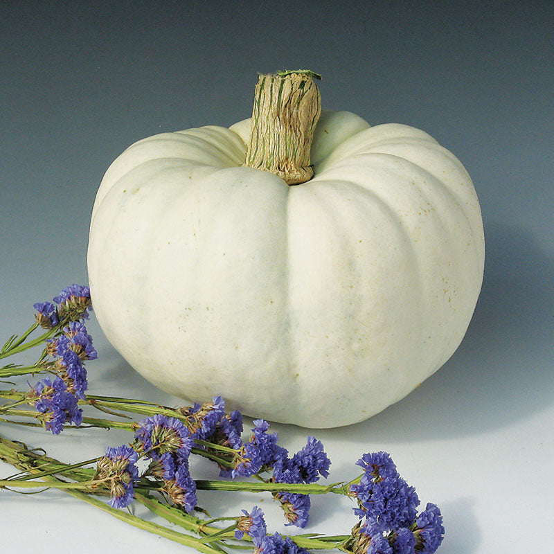 pumpkin seed flower Pumpkin Silver Moon F1 Seed FILM COATED / 25 seeds / TREATED