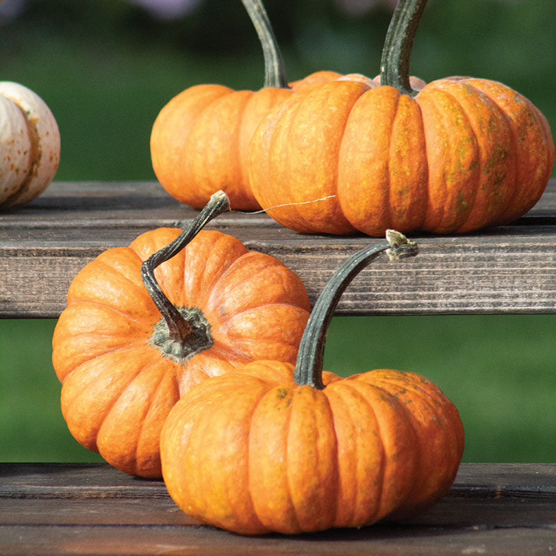 pumpkin様 Pumpkin Lil' Orange-Mon F1 Seed – Harris Seeds