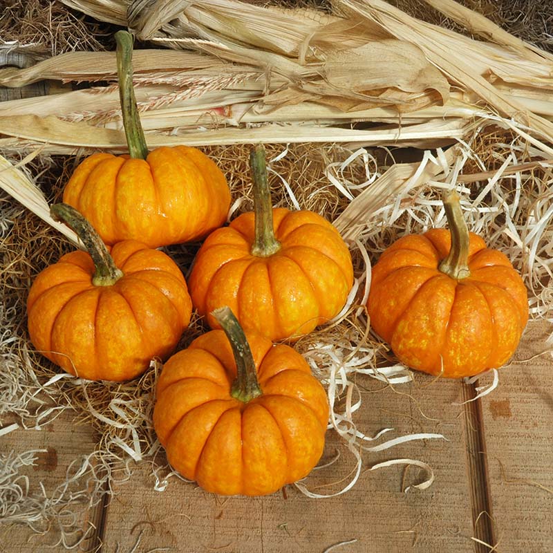 Pumpkin Crunchkin F1 Seed – Harris Seeds