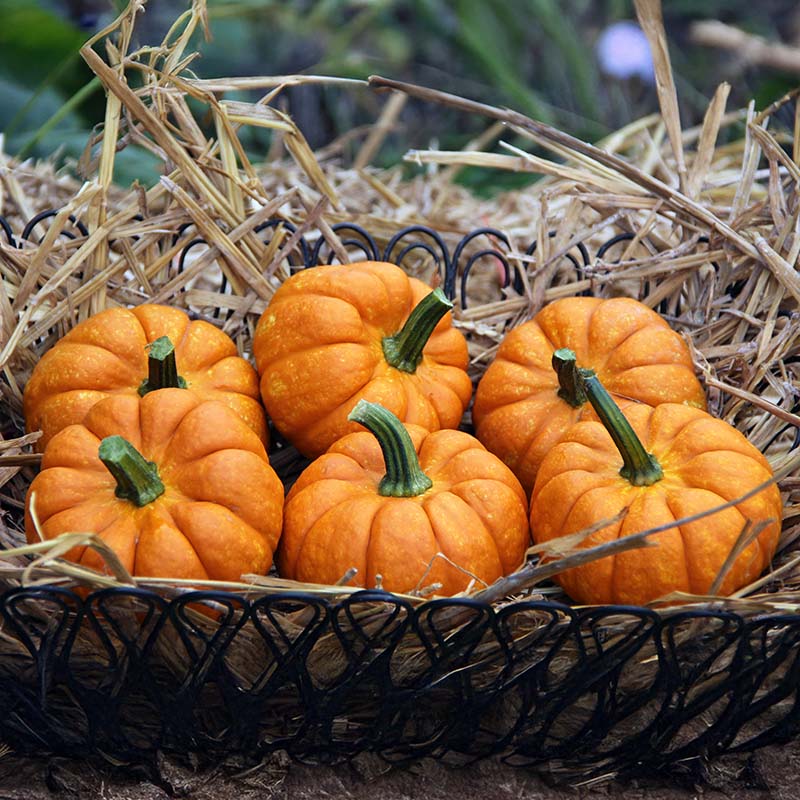 ぱんぷきん　0 Pumpkin Crunchkin F1 Seed – Harris Seeds