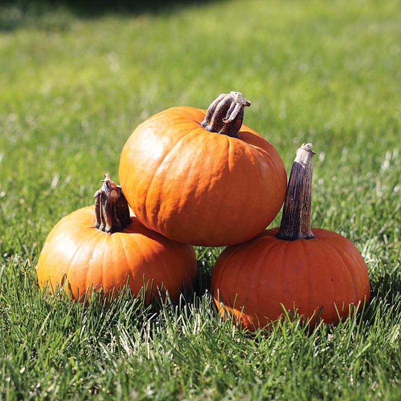 pumpkin01922ページ Pumpkin Prankster F1 Seed – Harris Seeds