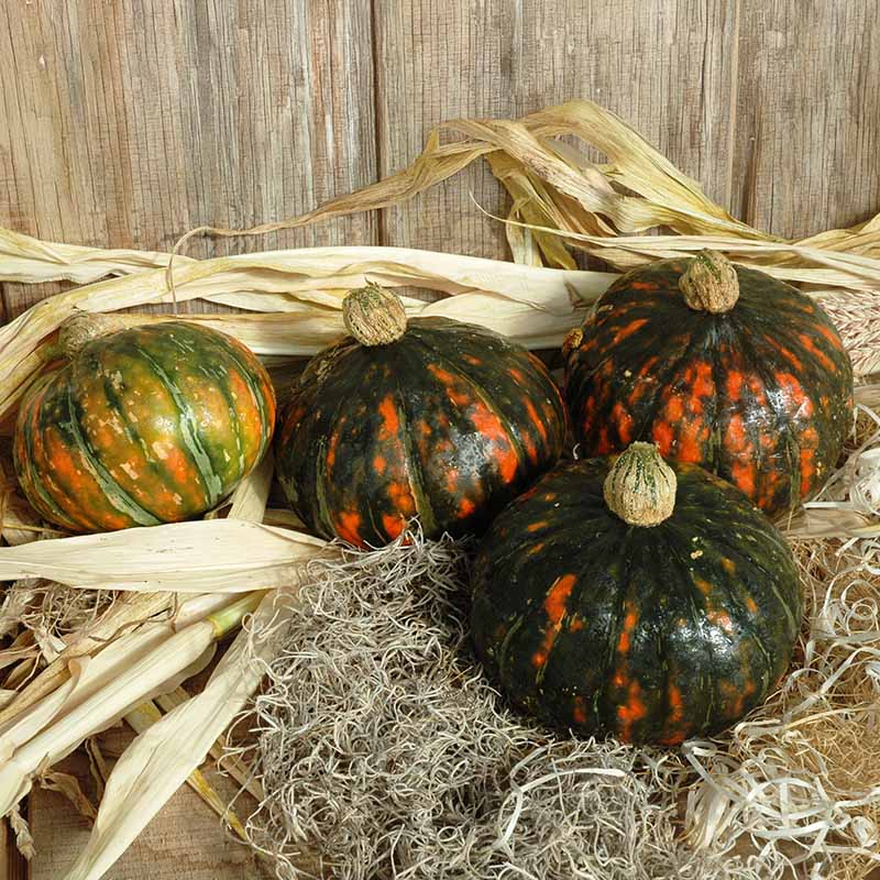 Squash Speckled Pup F1 Seed – Harris Seeds