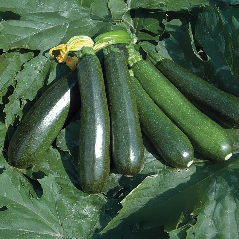 Squash Reward F1 Seed – Harris Seeds