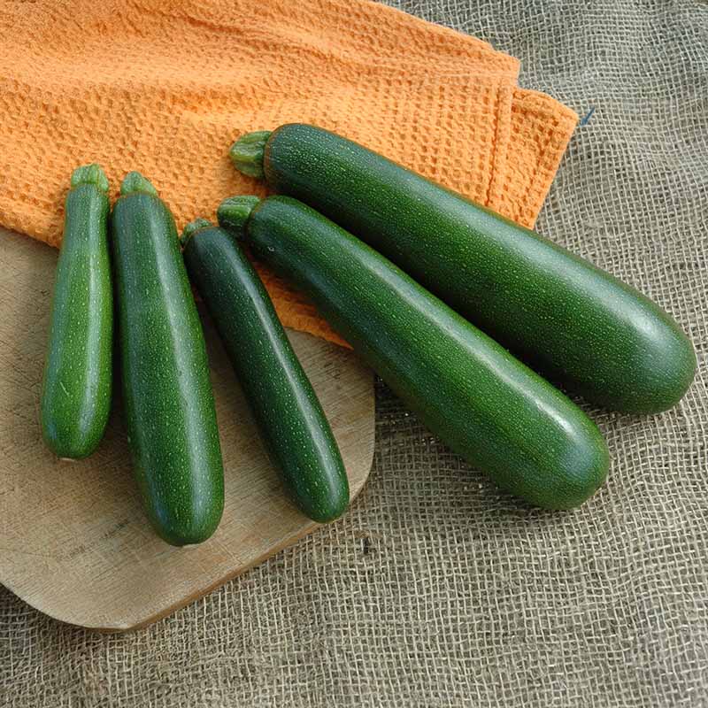Squash Reward F1 Seed – Harris Seeds