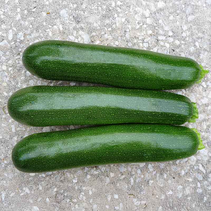 Squash Reward F1 Seed – Harris Seeds