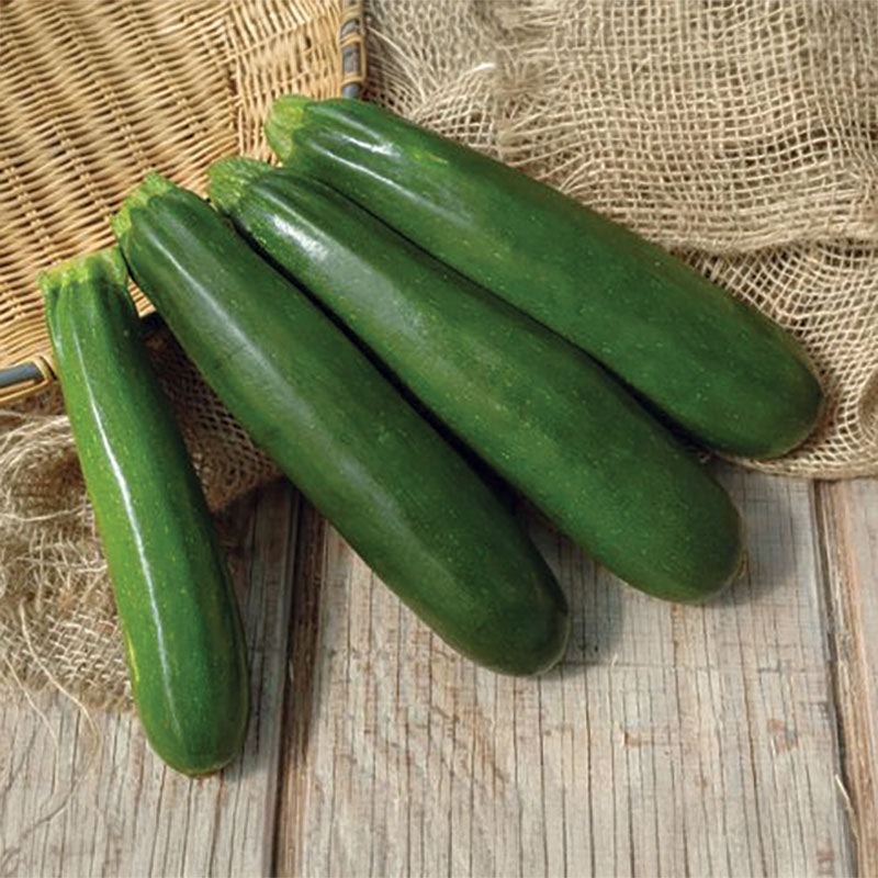 Squash Spineless Perfection F1 Seed – Harris Seeds