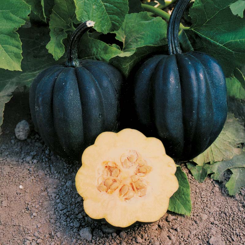 acorn herbicide Squash Autumn Delight F1 Seed FILM COATED / 1,000 Seeds / FarMore