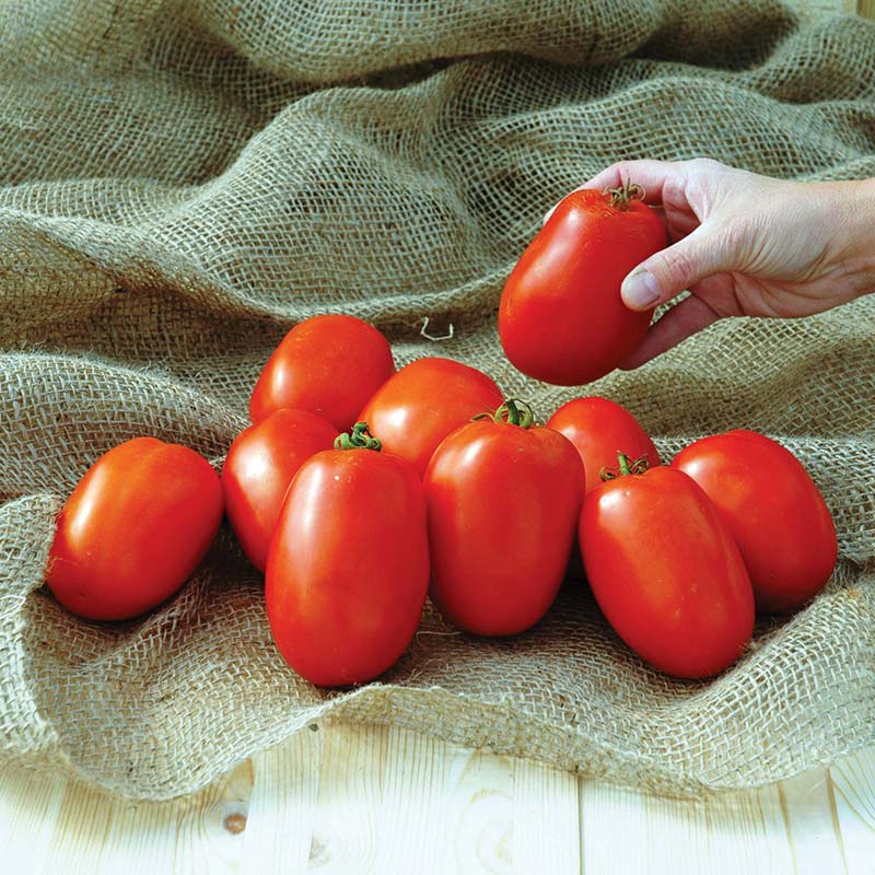 express sun herbicide Tomato Pony Express F1 Seed Pelleted / 500 Seeds / Treated