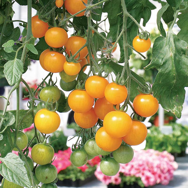 planting tumbling tomatoes in hanging baskets Tomato Tumbling Tom Yellow F1 Seed
