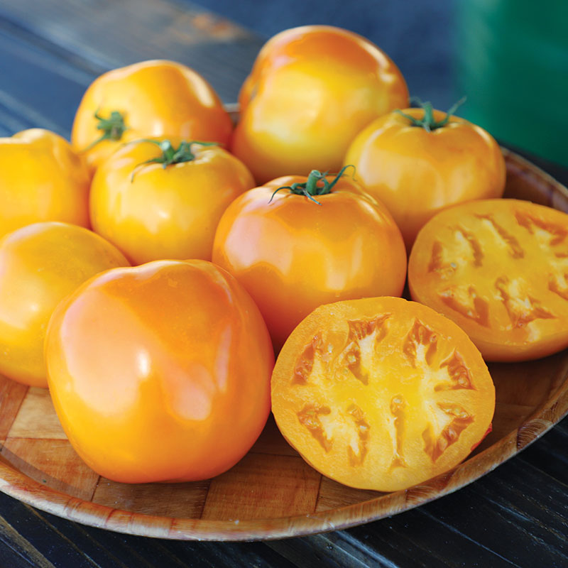 Tomato Carolina Gold F1 Seed – Harris Seeds