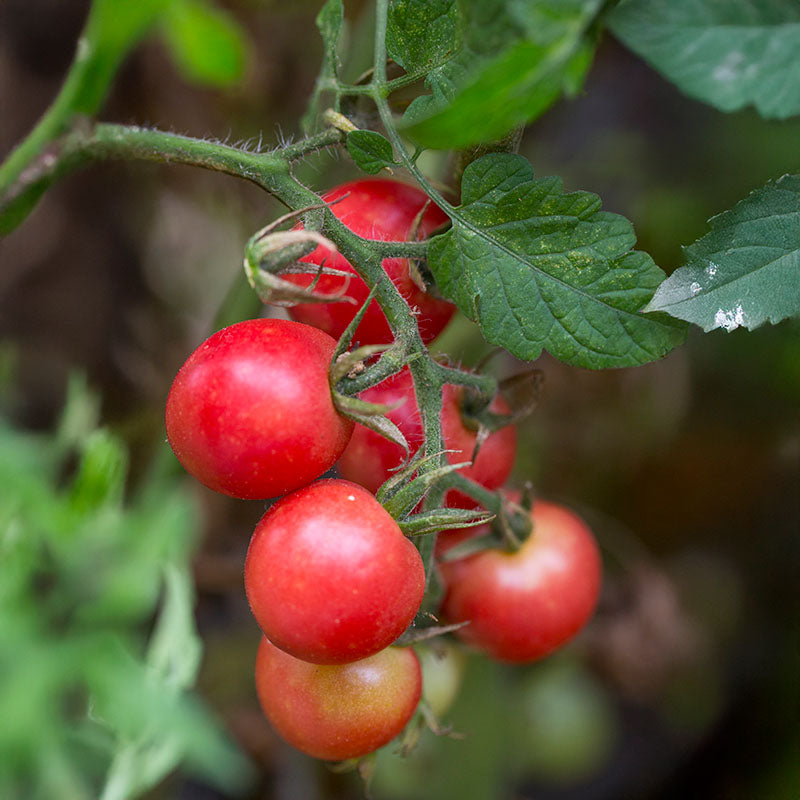Tomato Sweet Treats F1 Seed – Harris Seeds