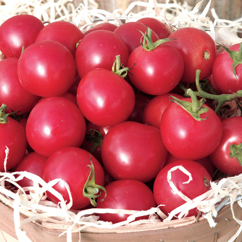 rosada tomato seeds for sale Tomato Sweet Treats F1 Seed STANDARD / 500 Seeds / TREATED
