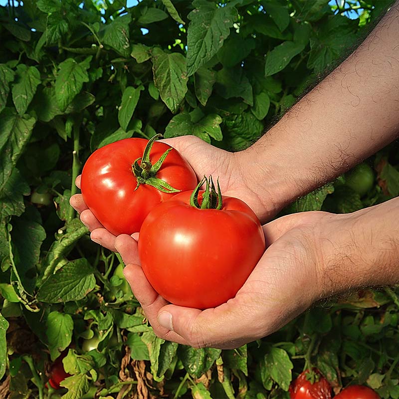 buy tomato plant seeds Tomato Red Deuce F1 Seed PELLETED / 500 seeds / TREATED