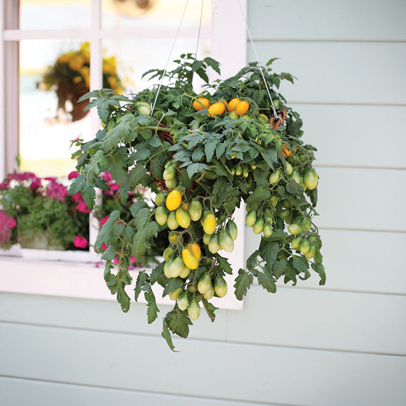 Tomato Peardrops F1 Seed RAW / 50 seeds / UNTREATED