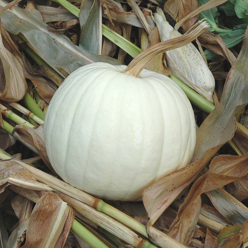 white pumpkin seeds for planting Pumpkin Blanco F1 Seed FILM COATED / 5,000 Seeds / FarMore