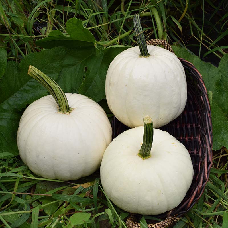 white pumpkin seeds for planting Pumpkin Blanco F1 Seed FILM COATED / 5,000 Seeds / FarMore