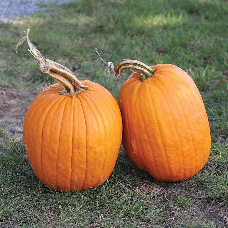 pumpkin seed planting time Pumpkin Early King F1 Seed