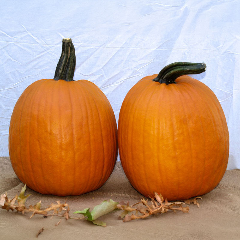 herbicide safe for pumpkins Pumpkin Early King F1 Seed FILM COATED / 1,000 Seeds / FARMORE