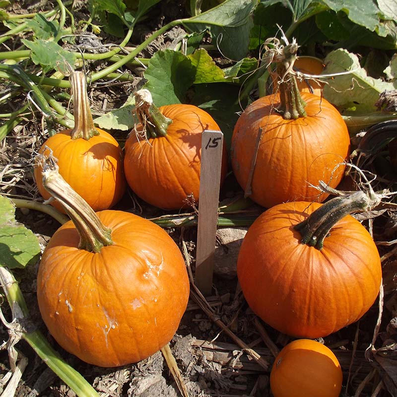 best herbicide for pumpkins Pumpkin Early Abundance F1 Seed FILM COATED / 5,000 seeds / FARMORE