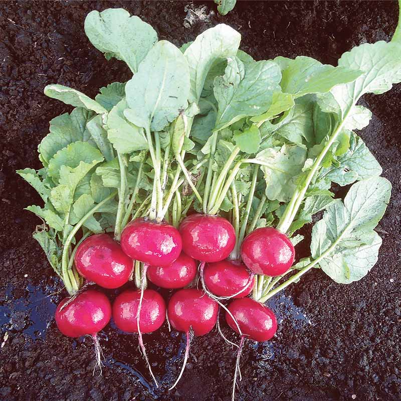 Radish Red Jewel F1 Seed – Harris Seeds