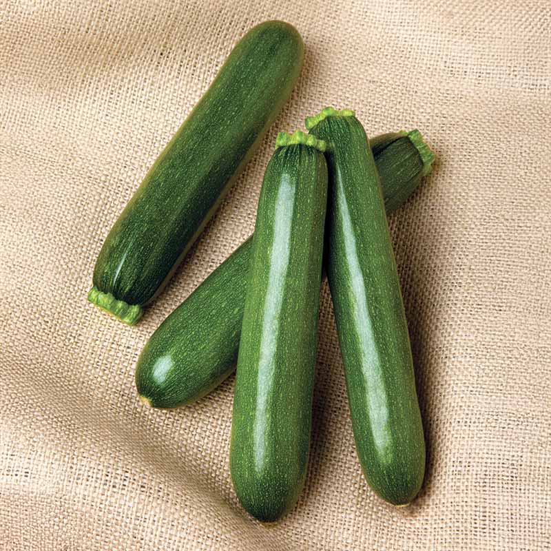 Squash Payload F1 Seed – Harris Seeds