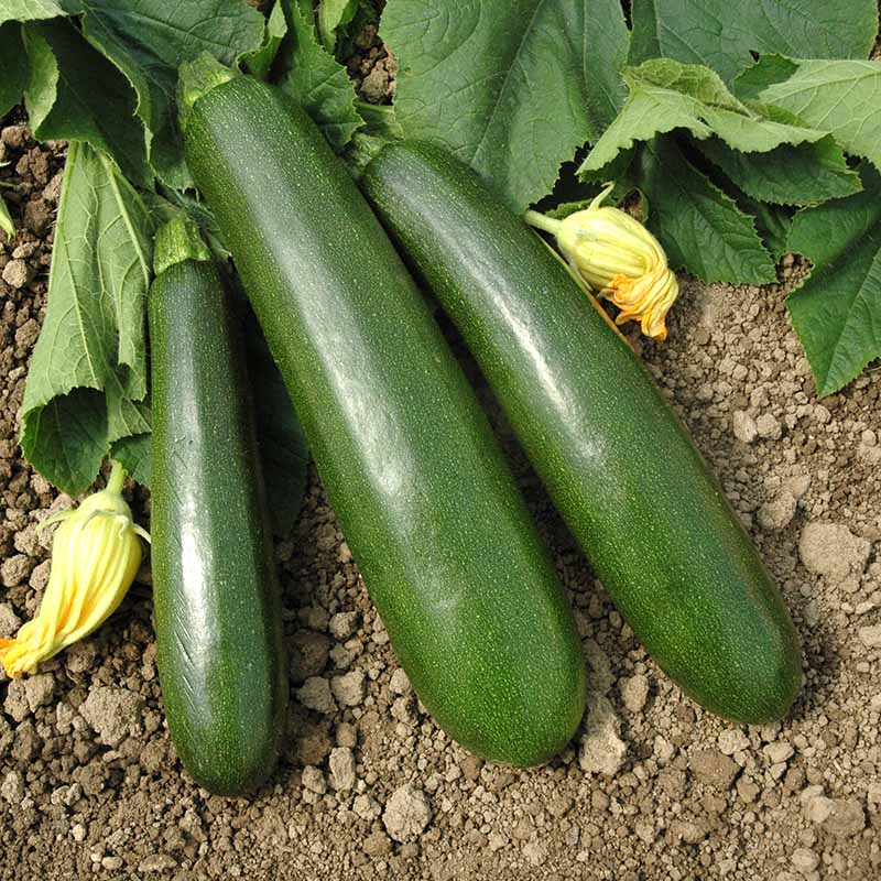 payload herbicide Squash Payload F1 Seed FILM COATED / 250 seeds / FARMORE