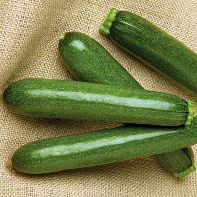 payload herbicide Squash Payload F1 Seed FILM COATED / 250 seeds / FARMORE
