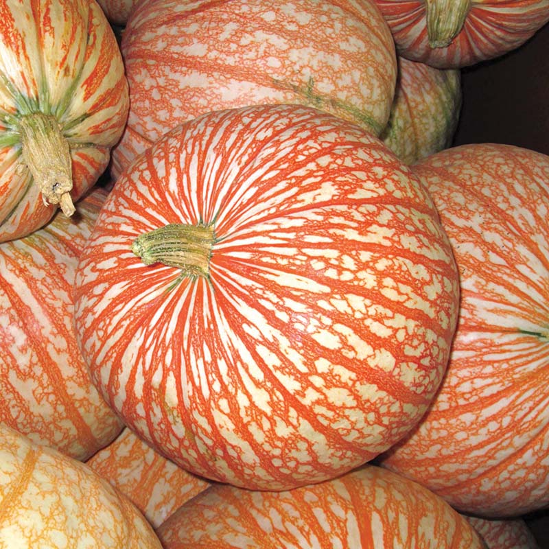 dual magnum herbicide pumpkins Pumpkin One Too Many Seed FILM COATED / 1,000 Seeds / Treated