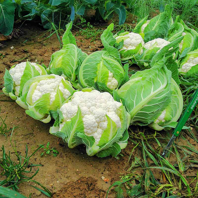 cauliflower succulent Cauliflower Aquarius F1 Seed FILM COATED / 10,000 seeds / TREATED