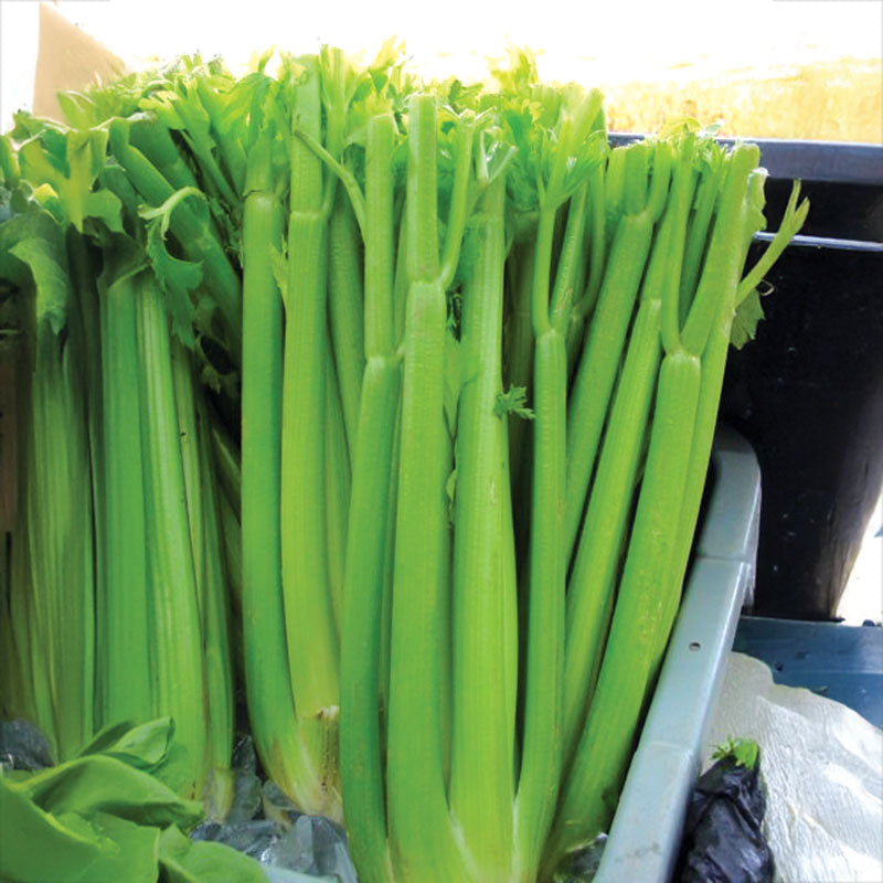 celery seed plant Celery Tall Utah 52/70r Improved Seed, Size: 250 Seeds