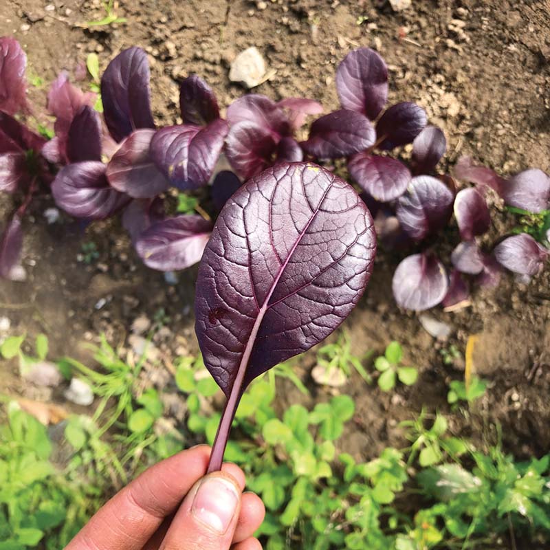 pak choi seed planting Pak Choi Purple BV950 Seed