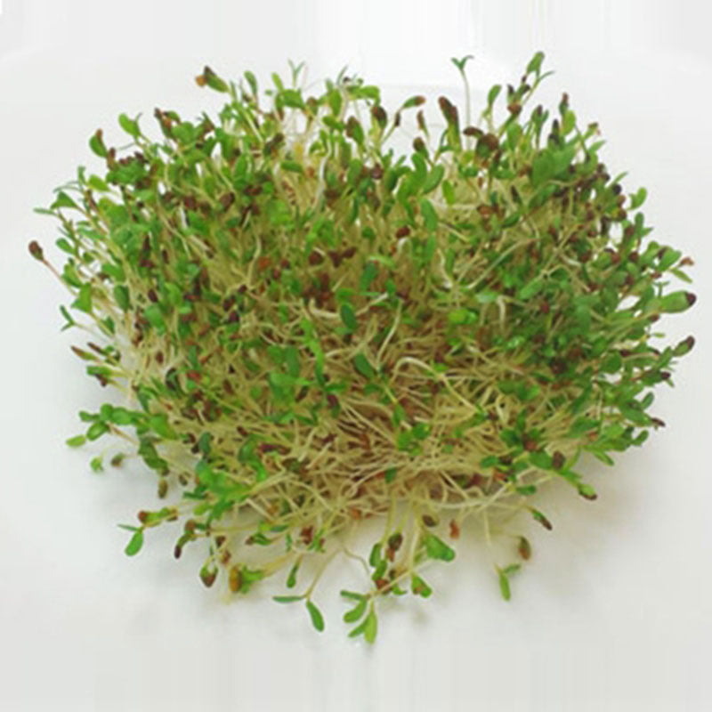 plant alfalfa seeds Seeds - Alfalfa Sprouts Organic Seeds
