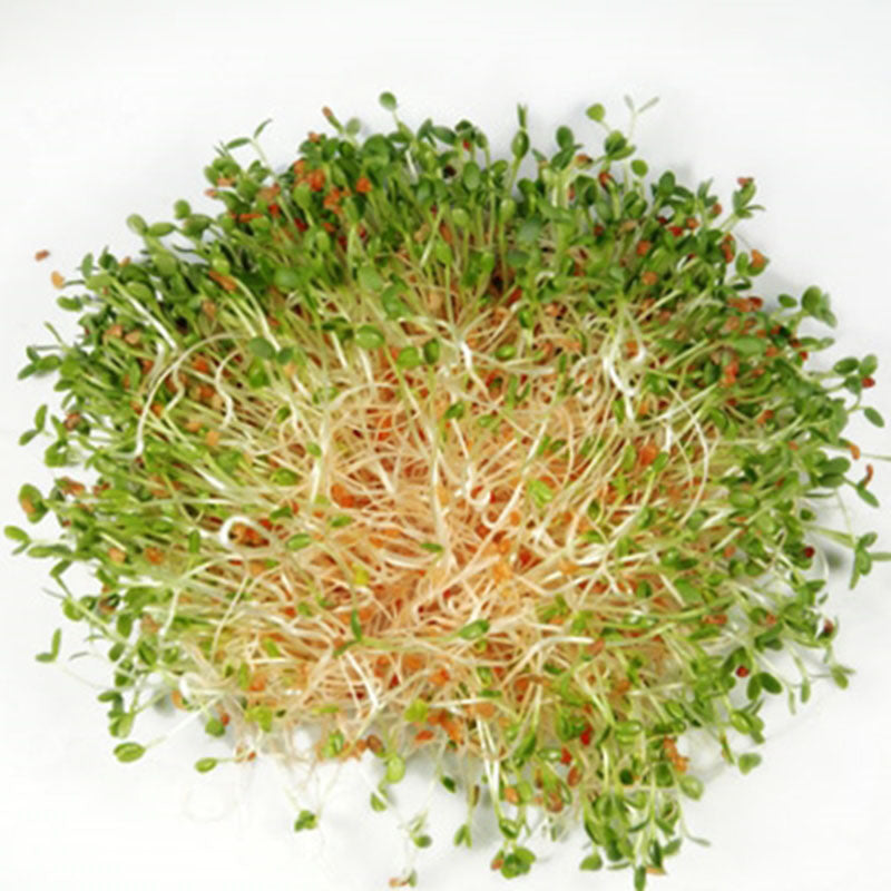 clover plant seeds Clover Sprouts Organic Seeds