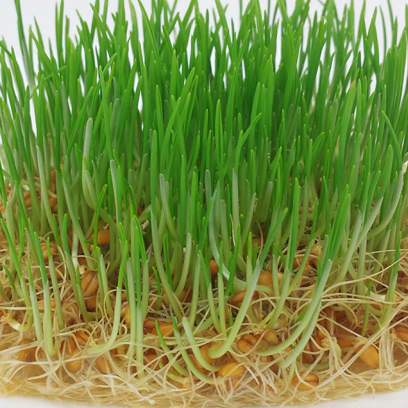 organic wheat seed for planting Wheat Sprouts Organic Seeds