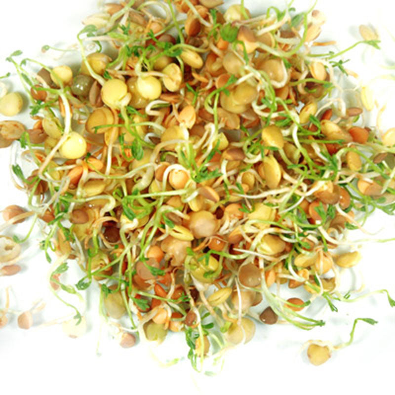 flower sprouts seeds Crispy Mix Sprouts Organic Seeds, Size: 6 Ounces