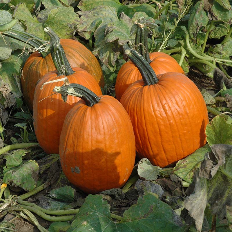 ares herbicide Pumpkin Ares F1 Seed FILM COATED / 5,000 seeds / FARMORE