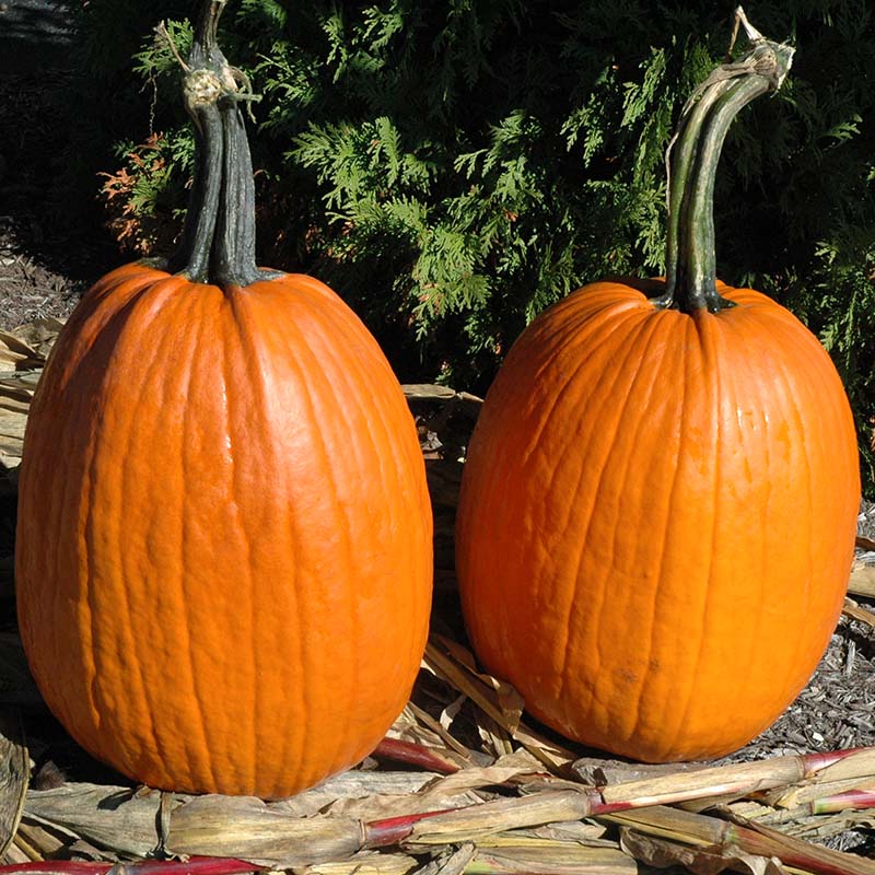 ares herbicide Pumpkin Ares F1 Seed FILM COATED / 5,000 seeds / FARMORE
